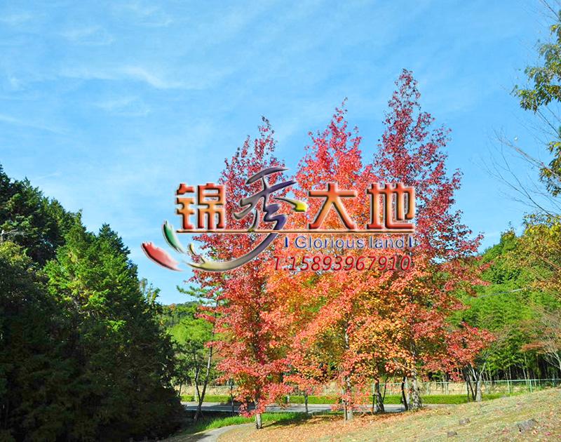 北美枫香-(2).jpg