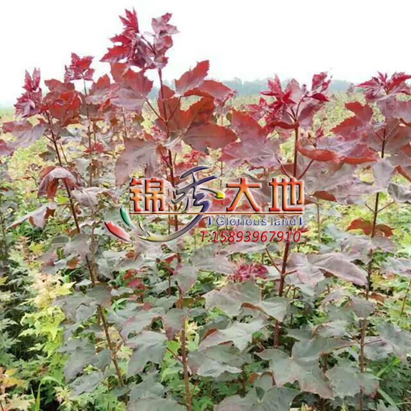 狄波拉,挪威槭.jpg