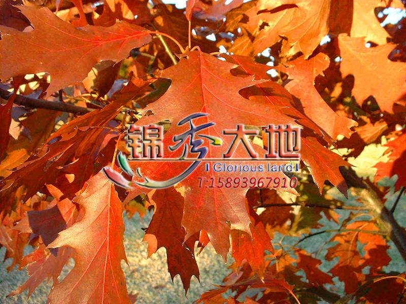 北美红栎(秋彩)-2.jpg