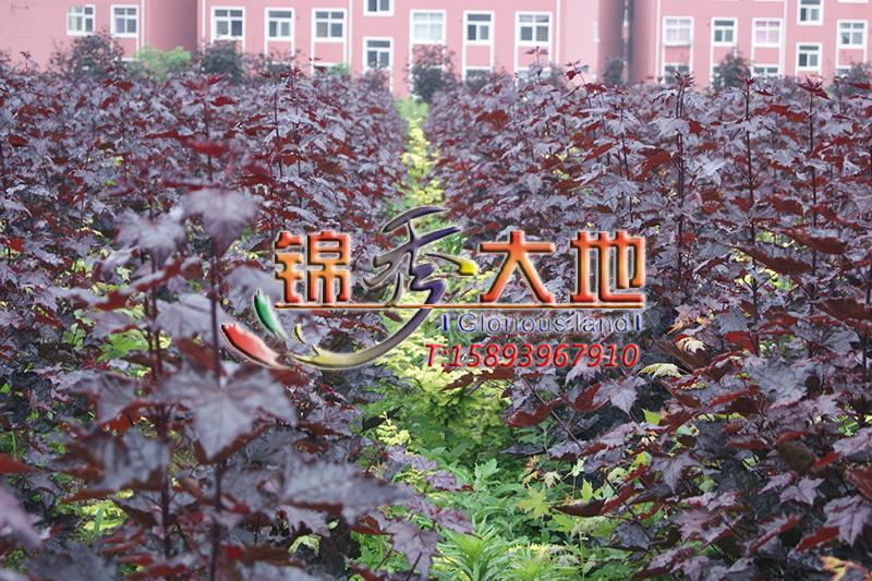 红国王挪威槭-3.jpg